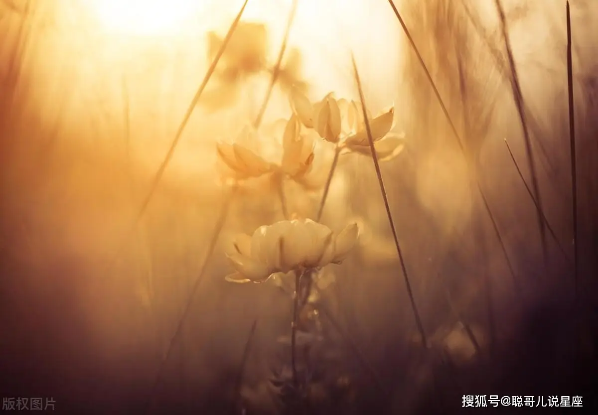 卫宫_卫宫切嗣_卫宫士郎小说