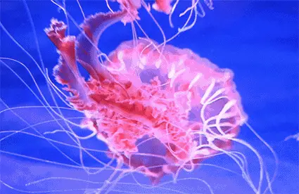 养水母小游戏_手机养水母游戏_水母养成游戏能养多大