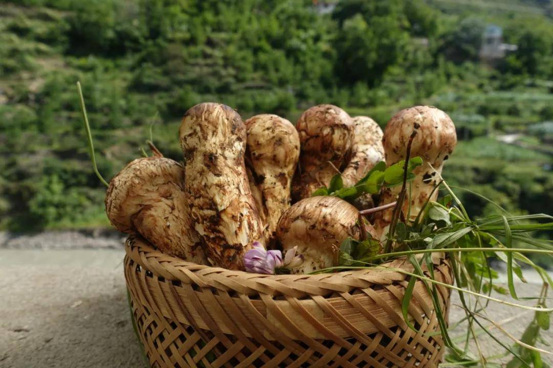 塞西莉_塞西莉_塞西莉