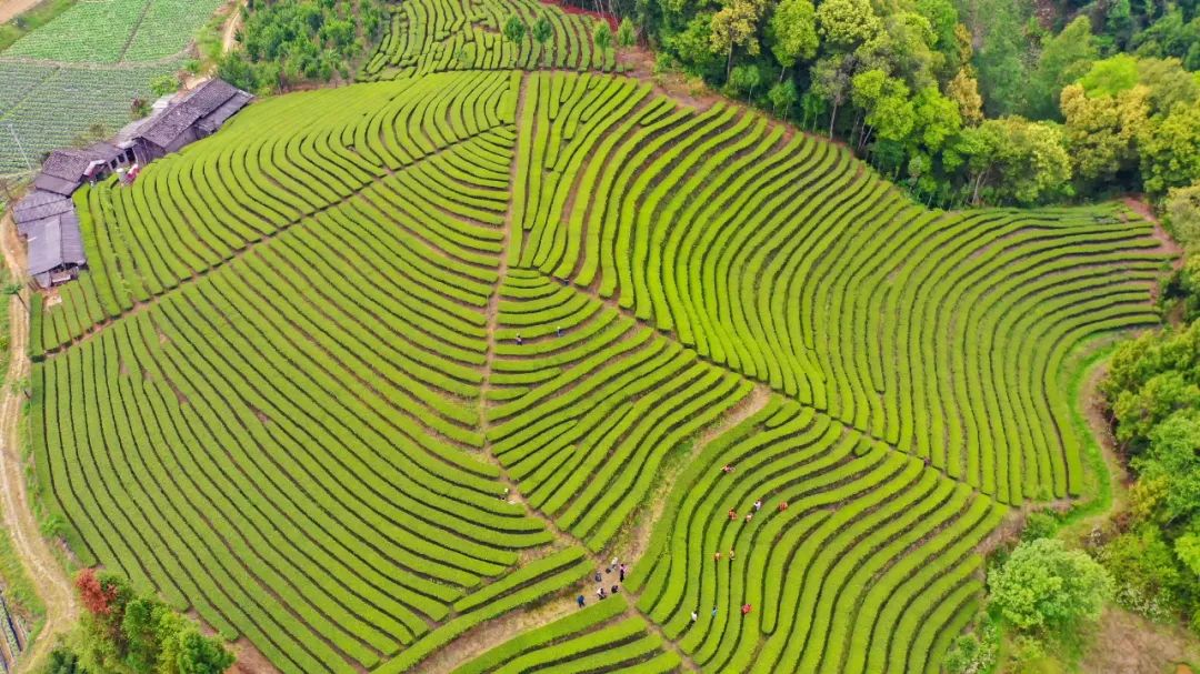 大吉岭红茶_大吉岭茶_大吉岭