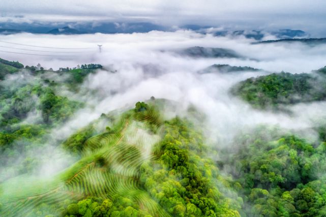 大吉岭_大吉岭茶_大吉岭红茶