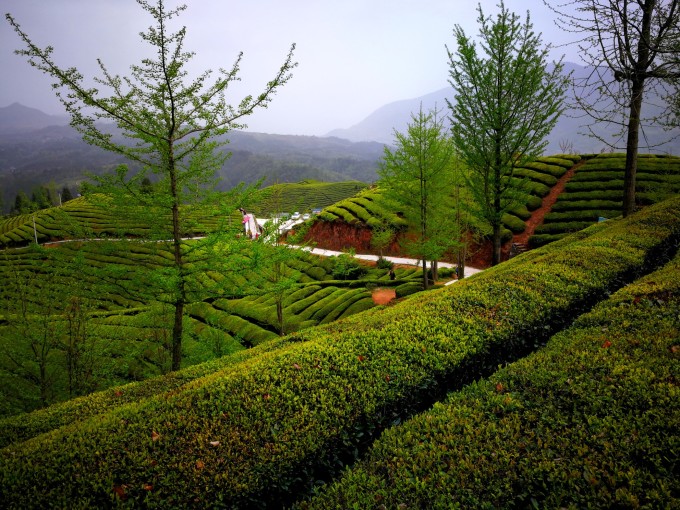 大吉岭茶_大吉岭_大吉岭红茶