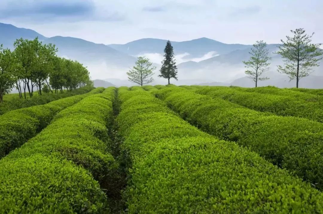 大吉岭茶_大吉岭_大吉岭红茶
