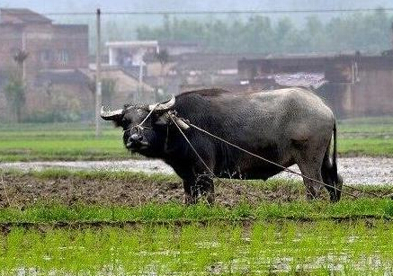 属牛出生年份_属相牛出生年份_属牛的出生年份表
