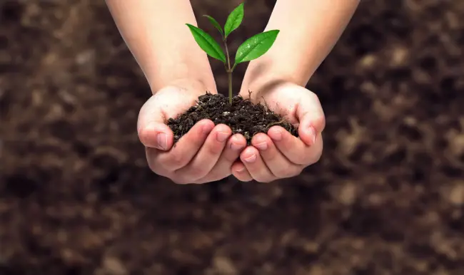 植树节的来历_植树节的来历是什么意思_植树节的来历有什么