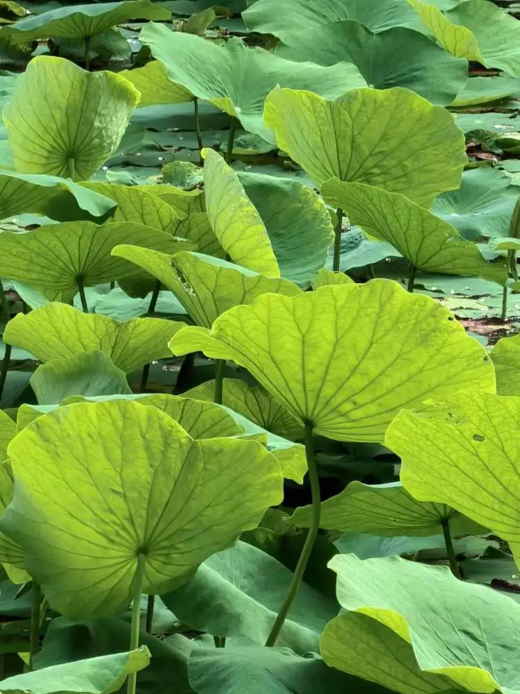 月虹_意难忘月虹_月虹图片