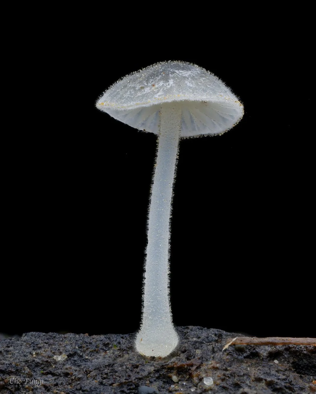 蘑菇手游app下载_手机蘑菇游戏_蘑菇手机游戏怎么玩