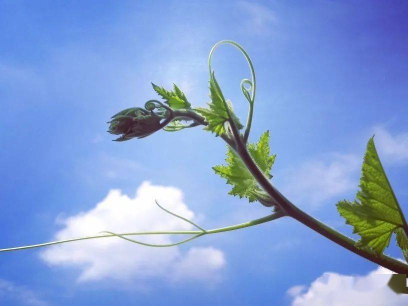大寒之后_大寒之后百无禁忌_大寒之后是哪个节气