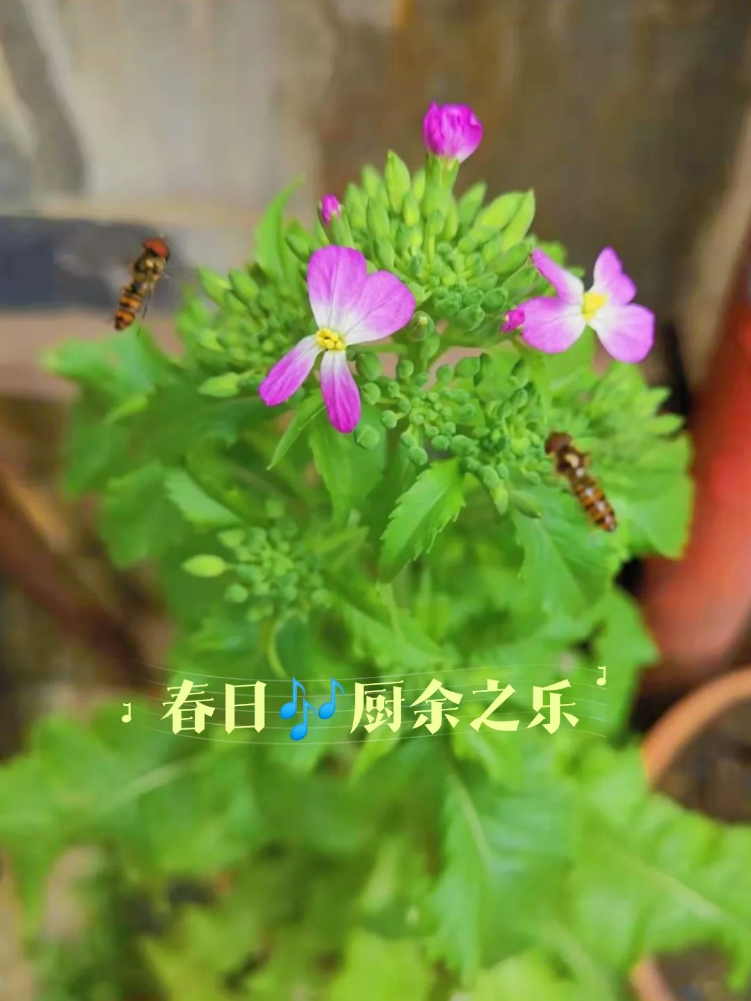 手机种植物游戏_种植手机游戏有哪些_手机游戏 种植