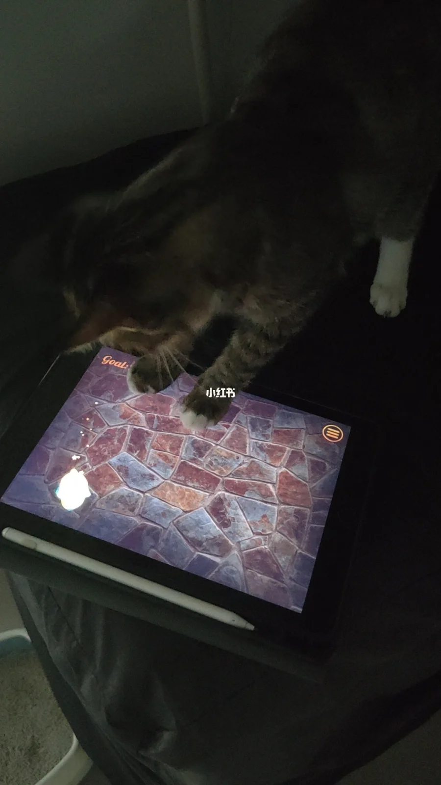 手机养猫游戏：在虚拟世界里体验养猫的乐趣