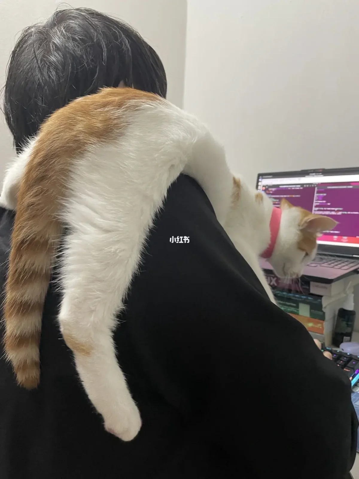 养猫的手机游戏_手机养猫咪的游戏_手机养猫游戏
