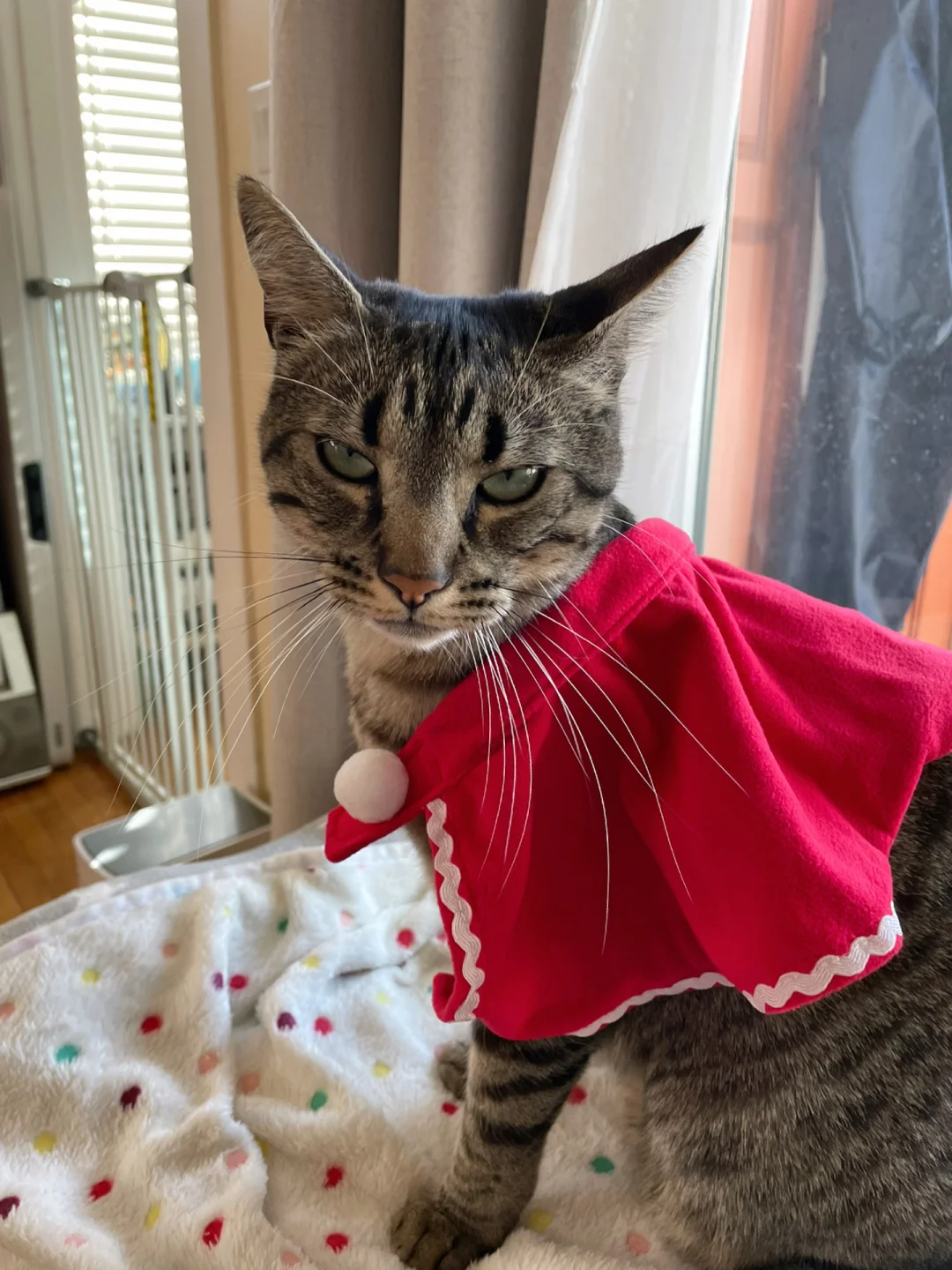 手机游戏猫咪大全_猫咪游戏软件_猫咪安卓游戏
