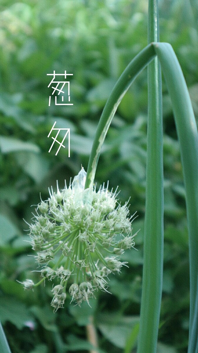 夏季时间从几月份开始_夏季从哪个月开始_夏天开始月份