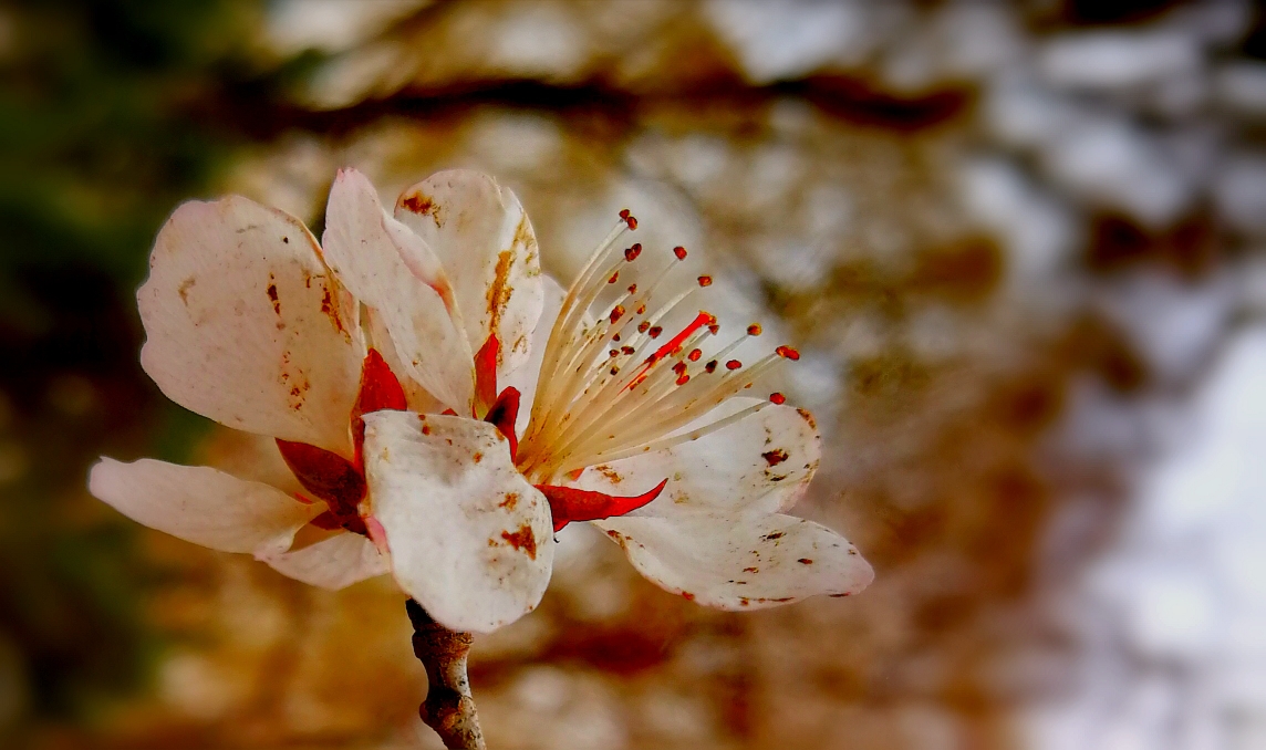 芳泽霞_芳泽霞_芳泽霞