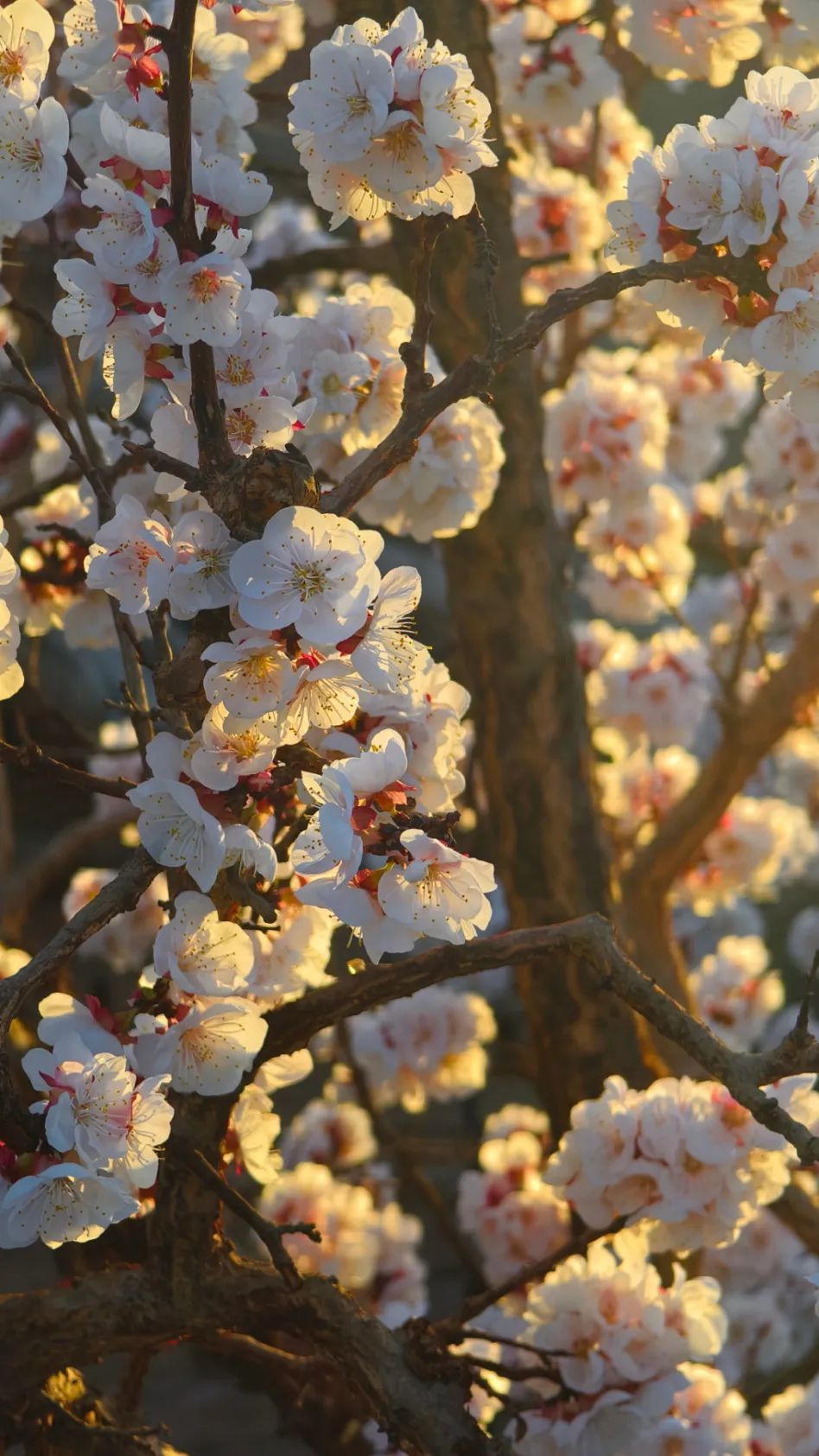 芳泽霞_芳泽霞_芳泽霞