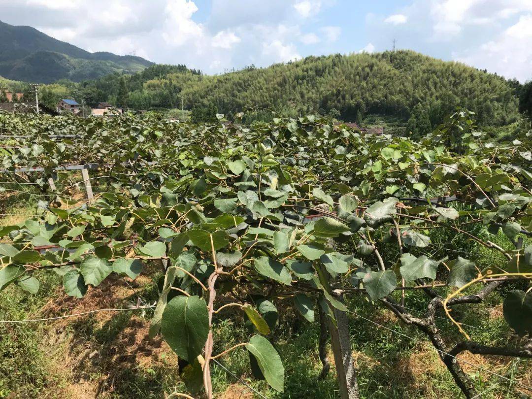 苹果手表需要贴膜吗_手表贴膜苹果需要拆机吗_手表贴膜苹果需要撕掉吗