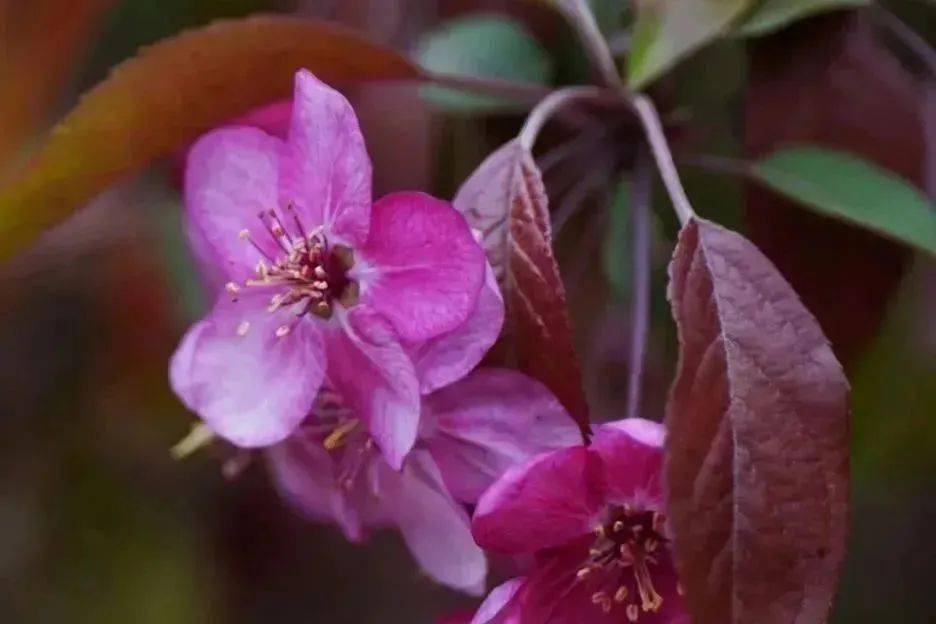 2月-二月，神秘温柔的月份，春节余味与春天希望交织