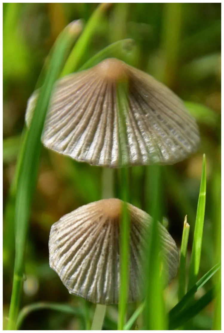 手机游戏中蘑菇_蘑菇的手机游戏_蘑菇手机游戏中文版