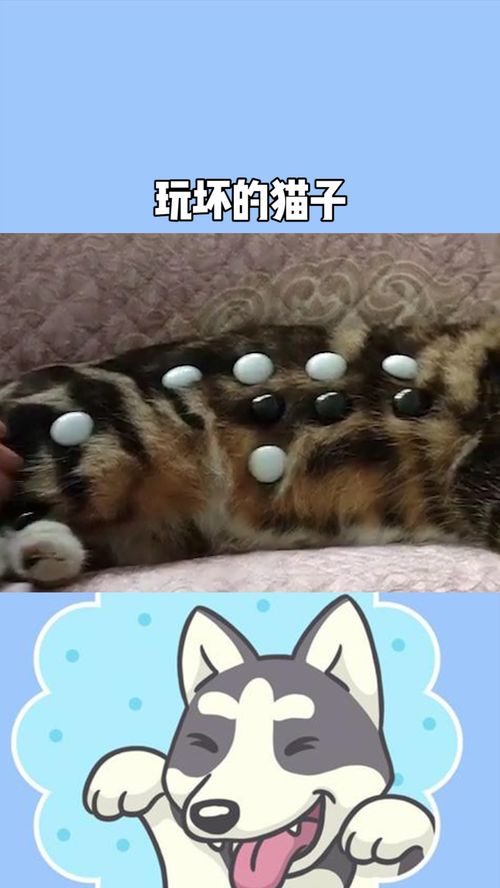 猫子的游戏,欢乐无限